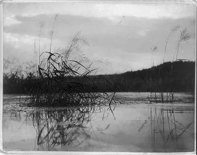 Windswept ledges, 1896