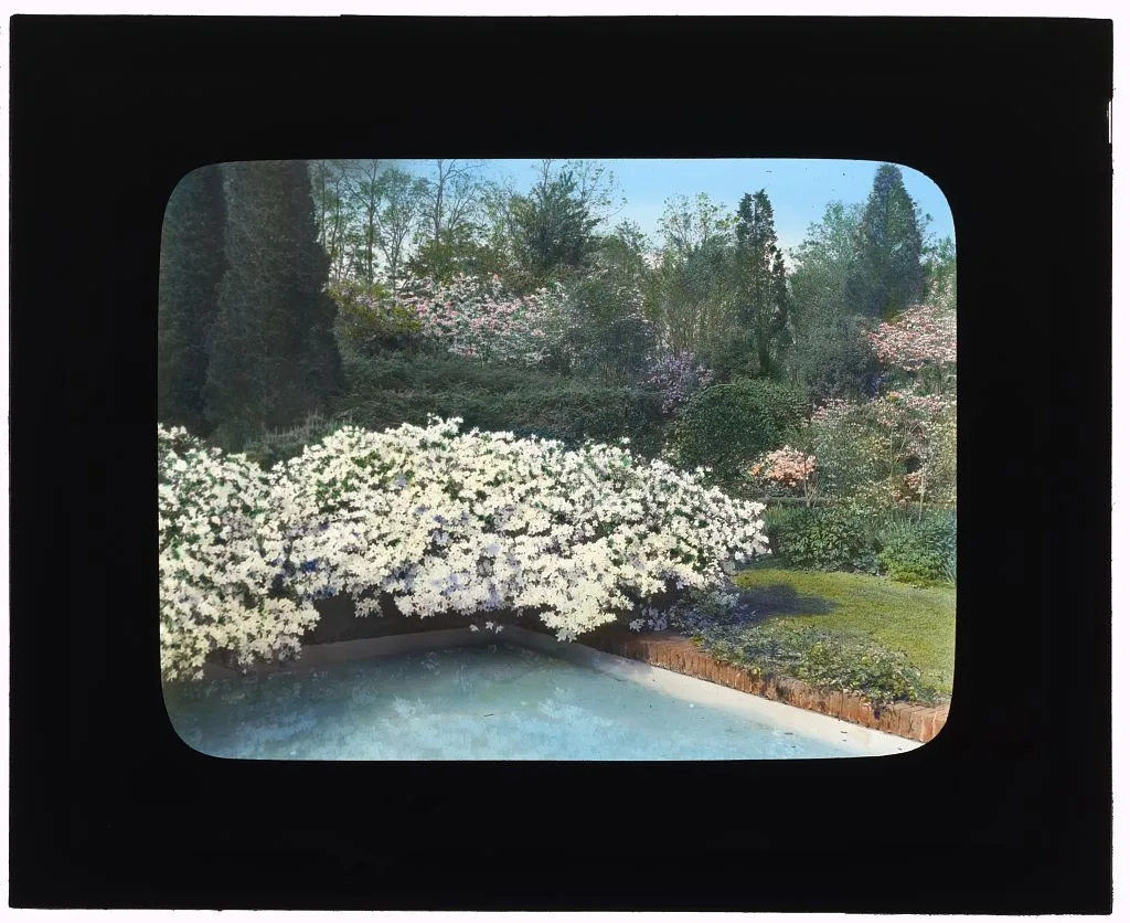 ["Old Acres," Robert Low Bacon house, Old Westbury, New York. Azaleas…, Westbury, Nassau County, New York, 1921