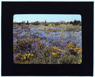[Field of poppies and lupin, California], 1917