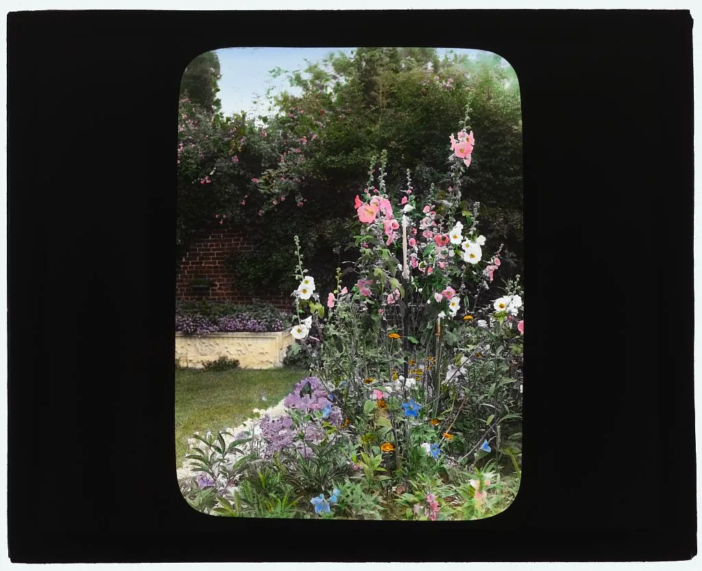 [George Warrington Curtis house, Southampton, New York. Hollyhock…, New York, Southampton, 1914