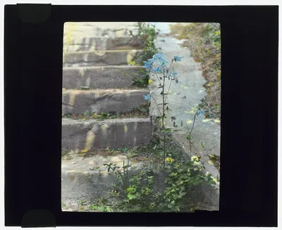 [Columbine], 1915