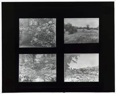 [Unidentified houses and gardens. Rhododendron, field, and buildings…, 1910