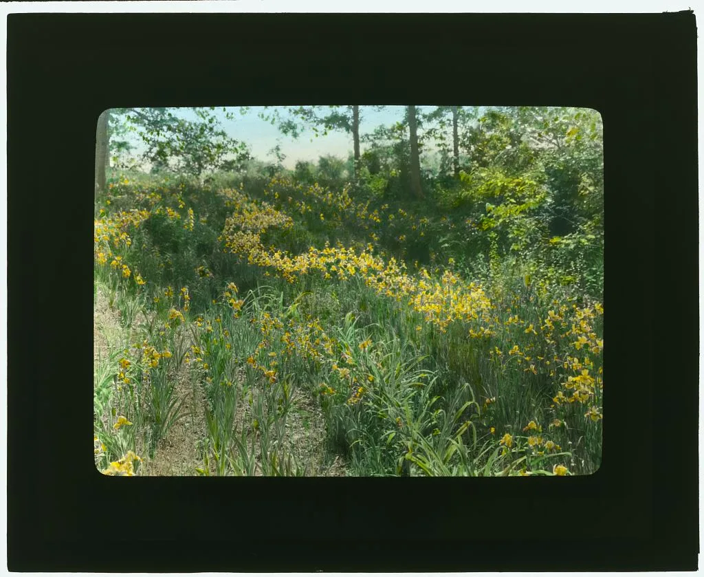 [Dr. Charles William Richardson house, Chevy Chase, Washington, D.C.…, Washington D.C., 1921