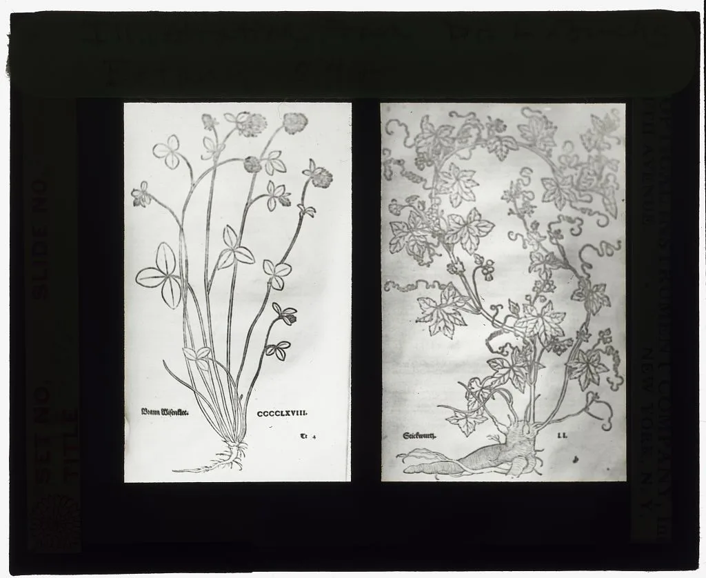 [Reproduction of print showing  Basil-thyme and red bryony], 1915