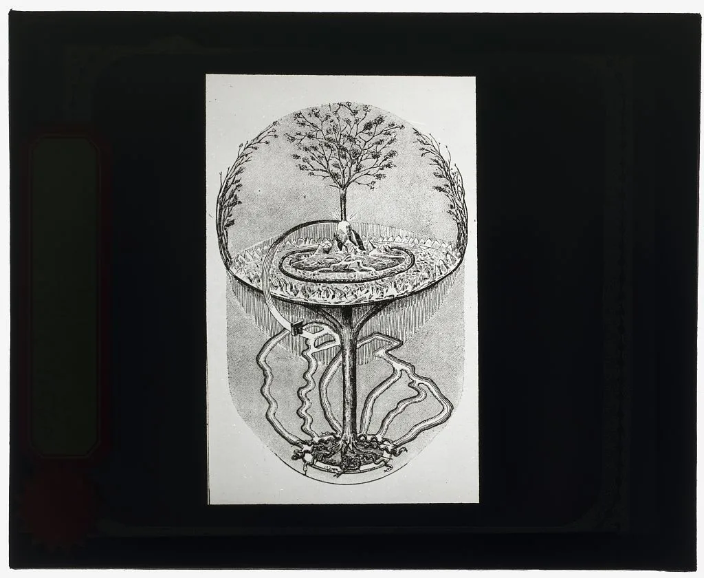 [Reproduction of print showing Cosmic ash tree], 1915
