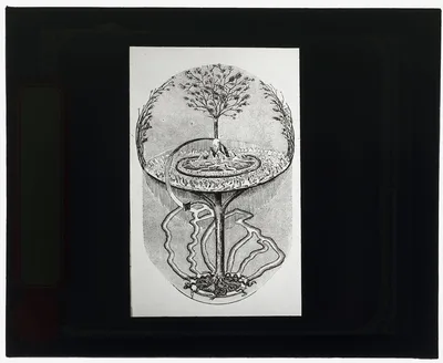 [Reproduction of print showing Cosmic ash tree], 1915