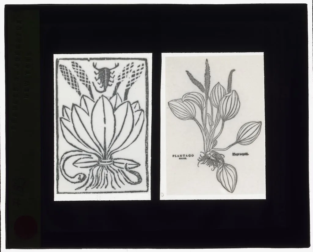 [Reproduction of print showing Plantago plant], 1915