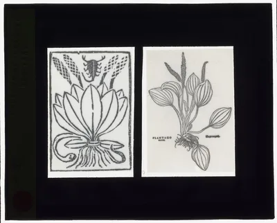 [Reproduction of print showing Plantago plant], 1915