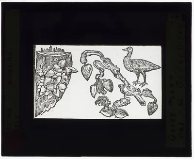 [Reproduction of print showing Goose tree], 1915