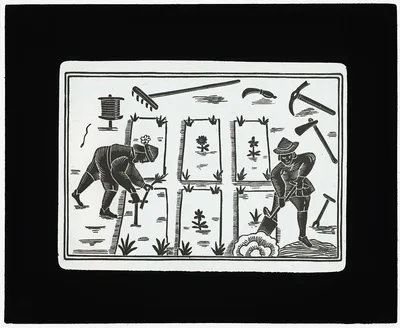 [Reproduction of print showing Raised Beds and Sparce Planting], 1915
