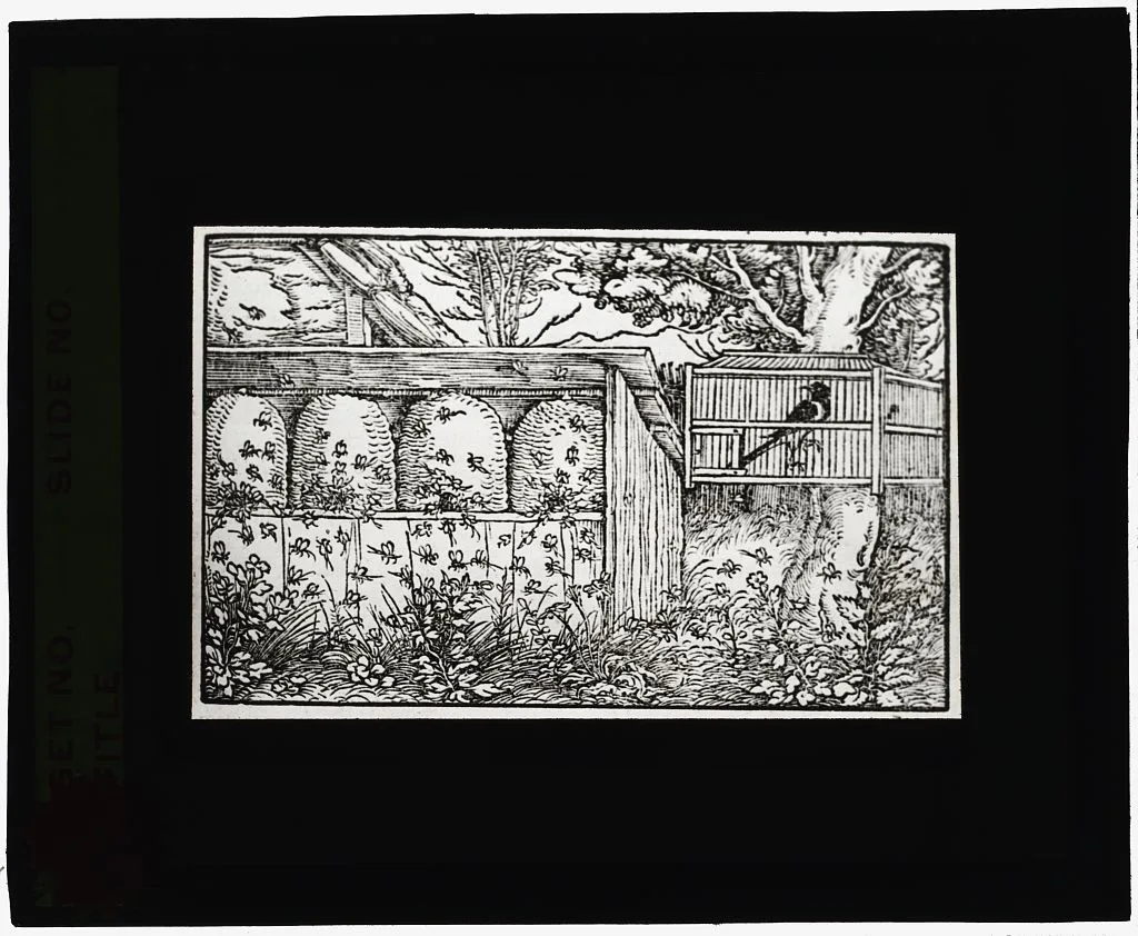 [Reproduction of print showing apiary], 1915