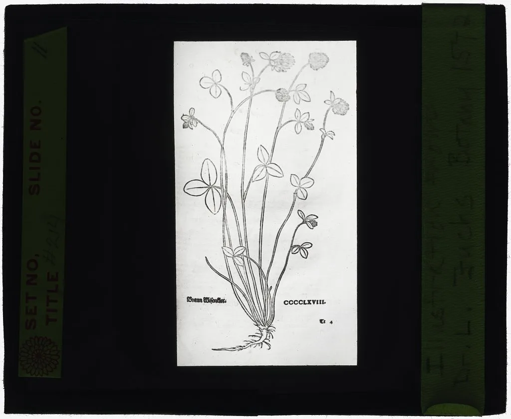 [Reproduction of print showing Basil-thyme], 1915