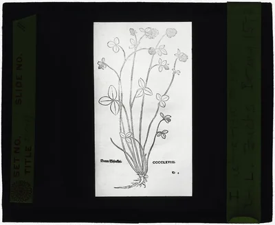 [Reproduction of print showing Basil-thyme], 1915