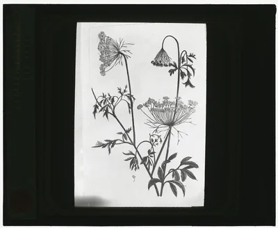 [Reproduction of print showing Queen Anne's lace (Daucus carota)], 1915