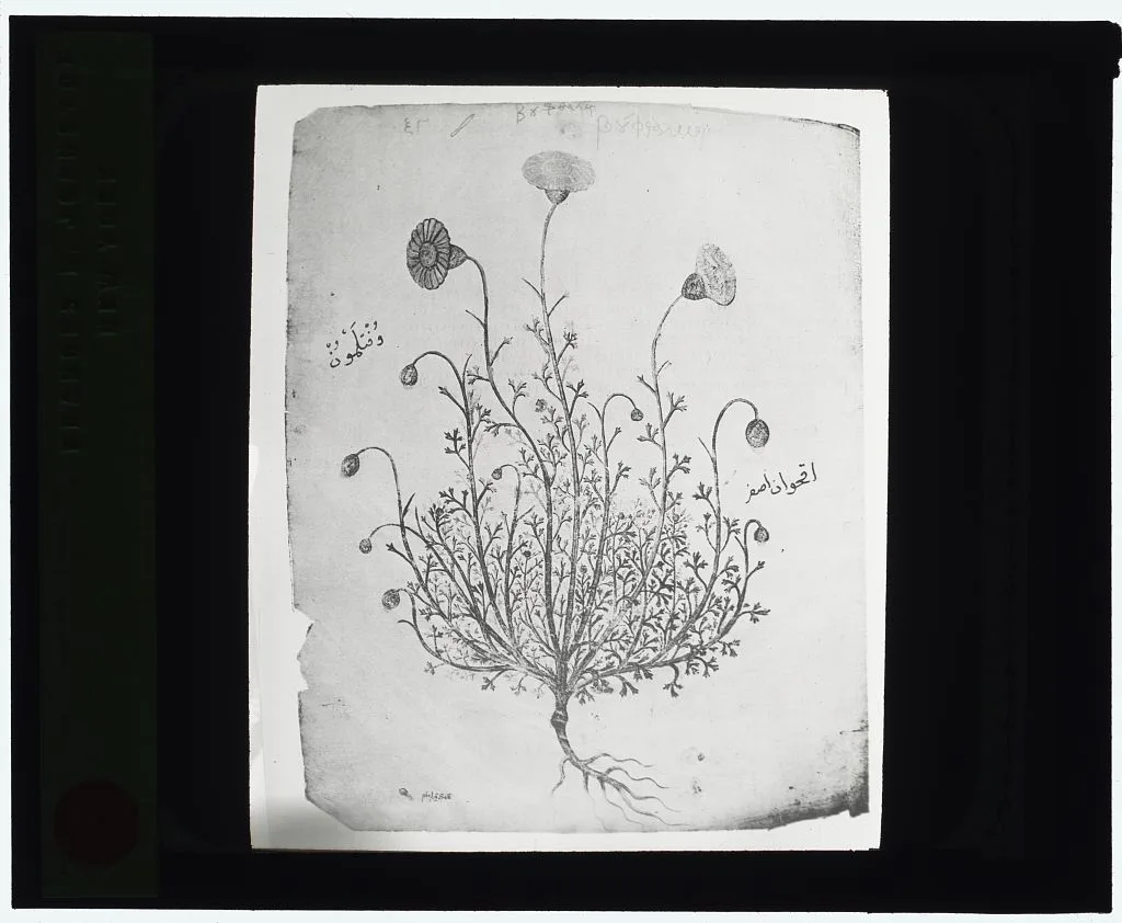 [Reproduction of illustration showing a carnation], 1915