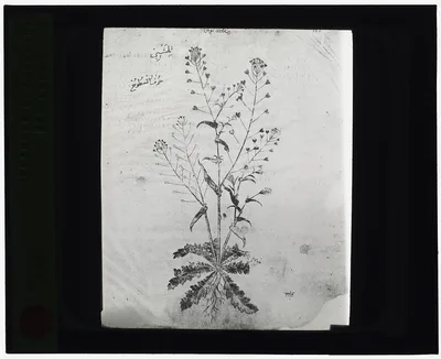 [Reproduction of a botanical drawing], 1915