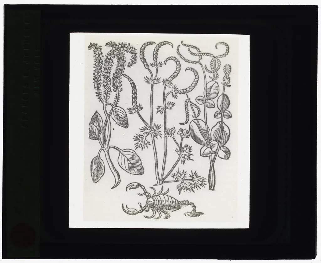 [Reproduction of print showing Scorpion plant], 1915