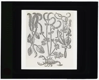 [Reproduction of print showing Scorpion plant], 1915
