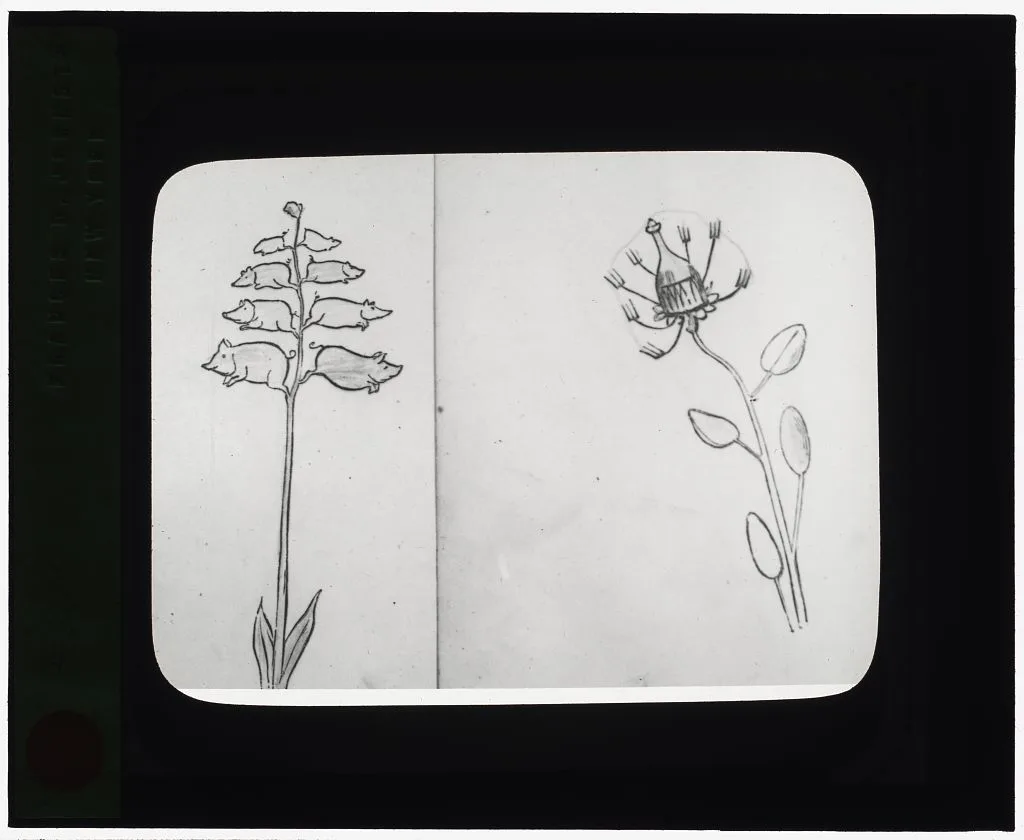 [Reproduction of illustrations: "Piggiwiggia Pyramadalis" and…, 1915