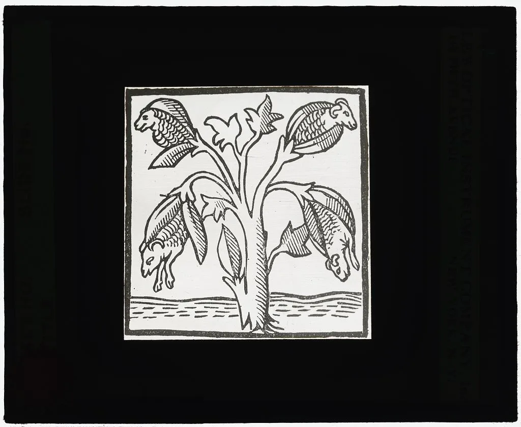 [Reproduction of print showing "Lamb Tree"], 1915