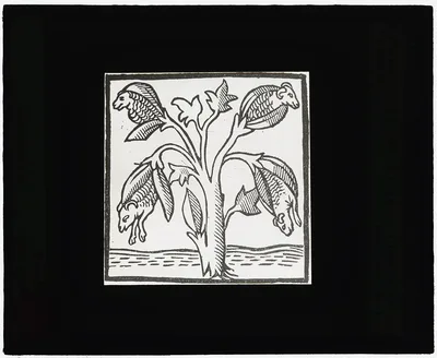 [Reproduction of print showing "Lamb Tree"], 1915