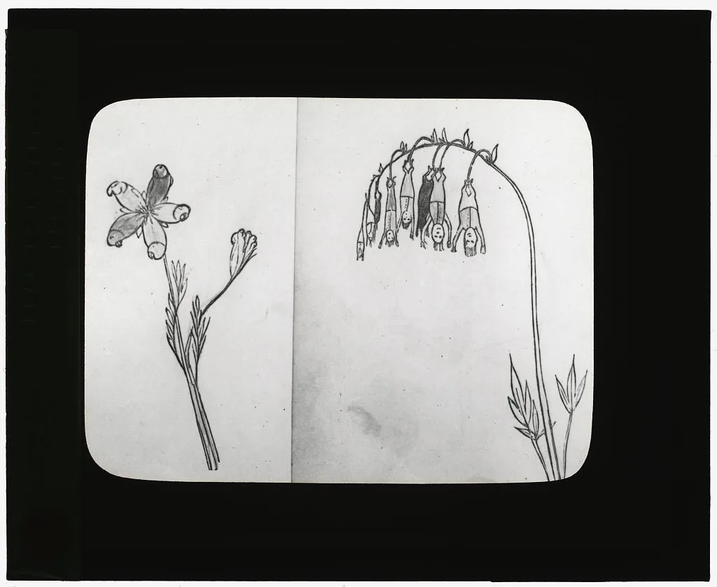 [Reproduction of illustrations: "Pollybirida Singularis" and…, 1915