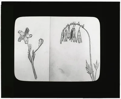 [Reproduction of illustrations: "Pollybirida Singularis" and…, 1915