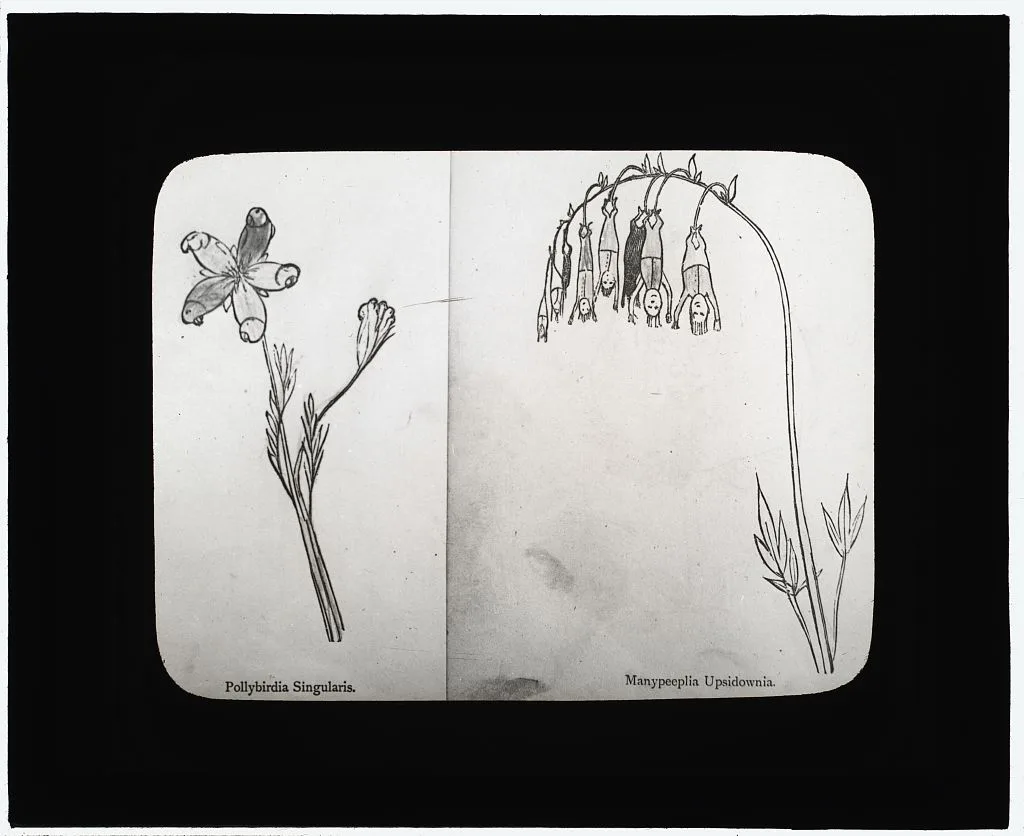 [Reproduction of illustrations: "Pollybirida Singularis" and…, 1915