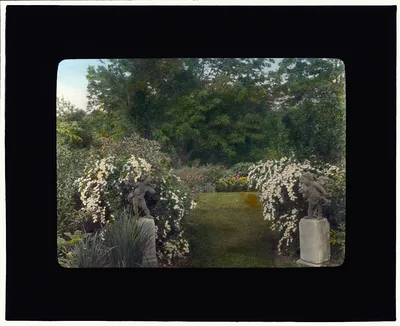 [Graham Nichols house, Greenwich, Connecticut. Spirea borders], 1917