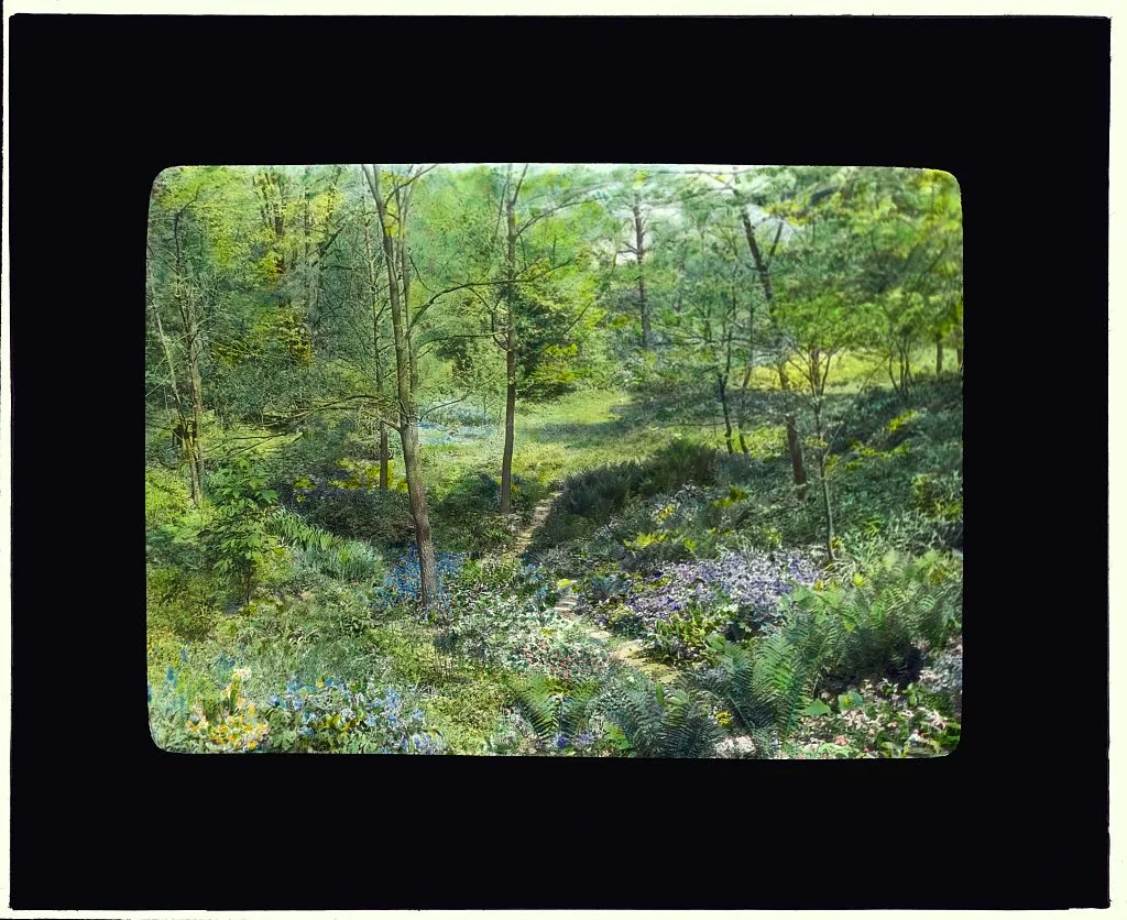 [Unidentified garden. Woodland pathway], 1920