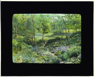 [Unidentified garden. Woodland pathway], 1920
