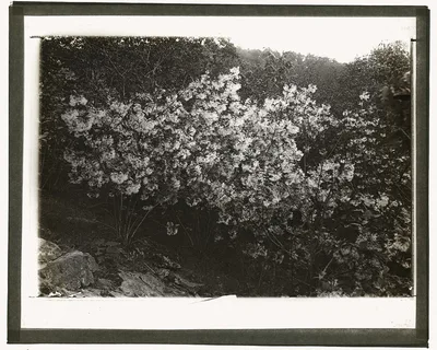 [Flowering plant], 1915