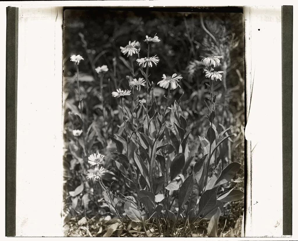 [Aster (aster)], 1915
