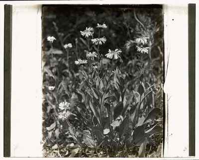 [Aster (aster)], 1915