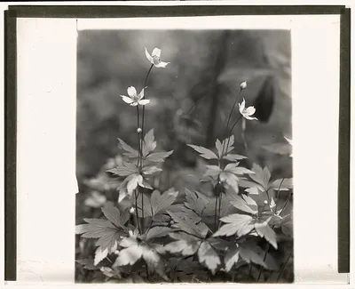 [Wood anemone], 1915