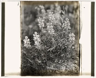 [Lupin (lupinus)], 1915