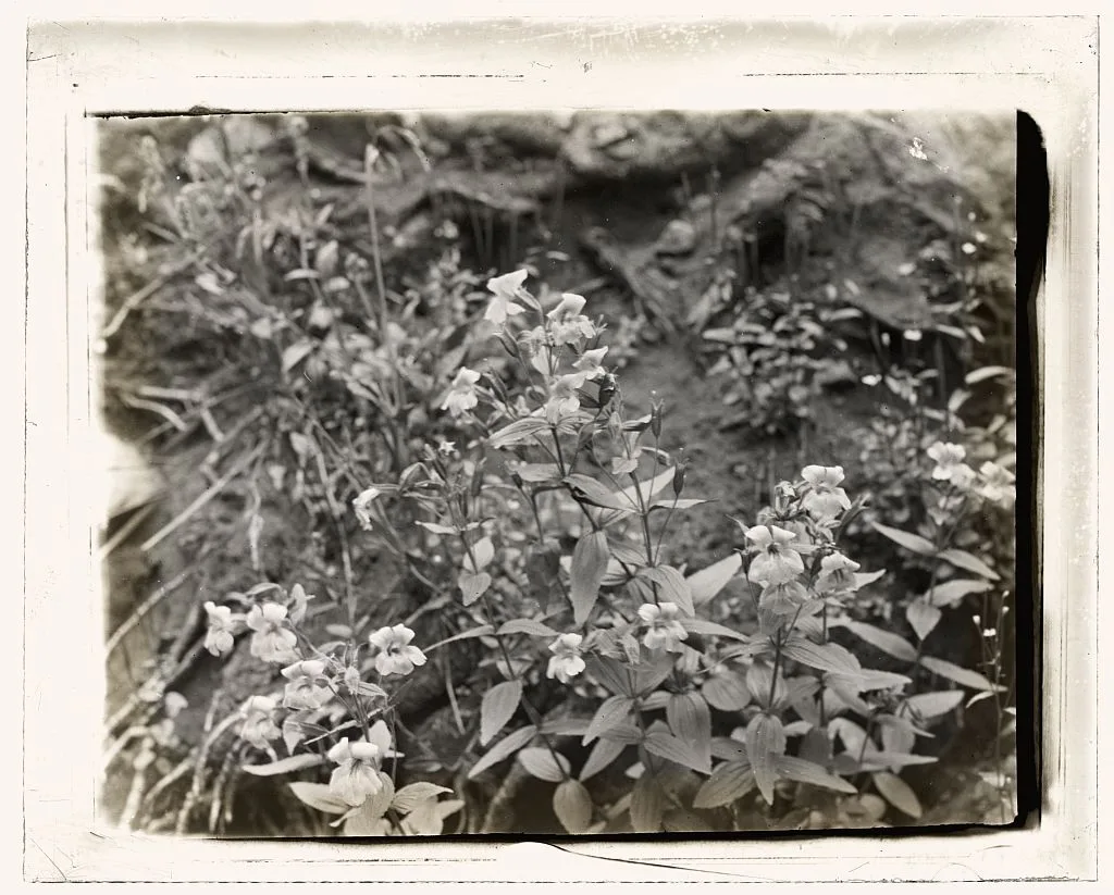 [Wildflowers in bloom], 1915