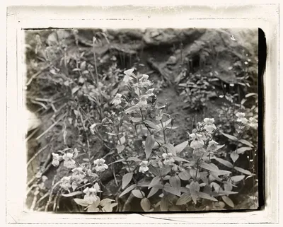 [Wildflowers in bloom], 1915