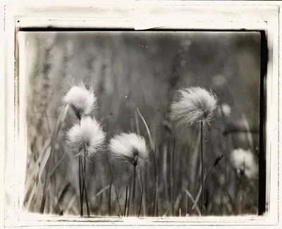 [Wildflowers], 1915
