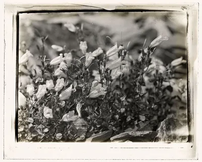 [Bell Flower (campanula)], 1915