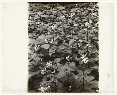 [Wildflowers in bloom], 1915