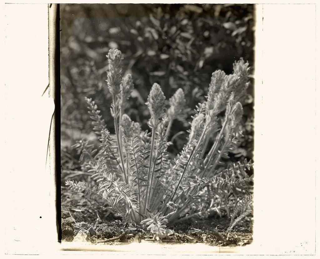 [Wildflowers in bloom], 1915