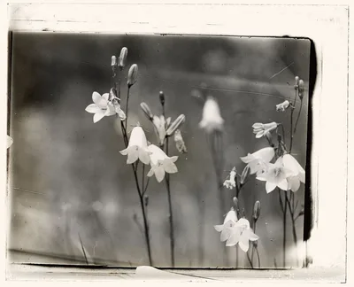 [Bell Flower (campanula)], 1915