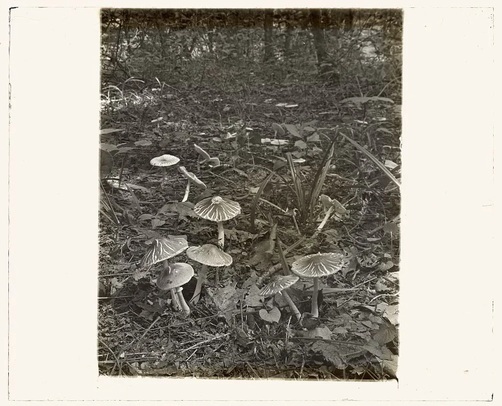 [Woodland mushrooms], 1915