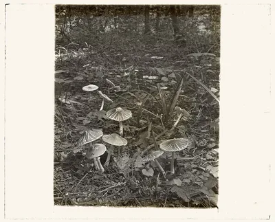 [Woodland mushrooms], 1915