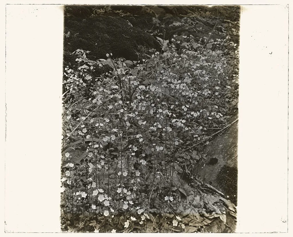 [Wildflowers in bloom], 1915