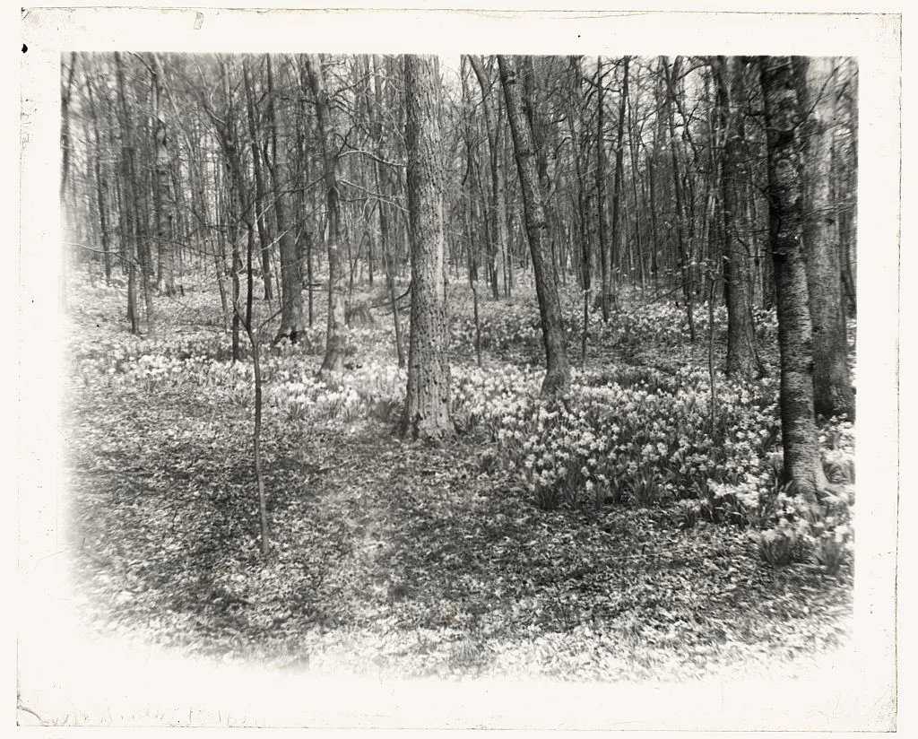 [Unidentified garden or park, possibly "Ronaele Manor," Fitz Eugene…, 1920