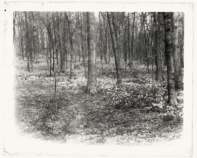 [Unidentified garden or park, possibly "Ronaele Manor," Fitz Eugene…, 1920