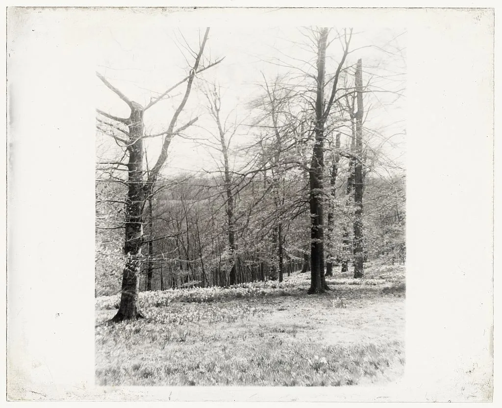 [Unidentified garden or park, possibly "Ronaele Manor," Fitz Eugene…, 1920
