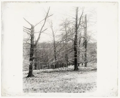 [Unidentified garden or park, possibly "Ronaele Manor," Fitz Eugene…, 1920